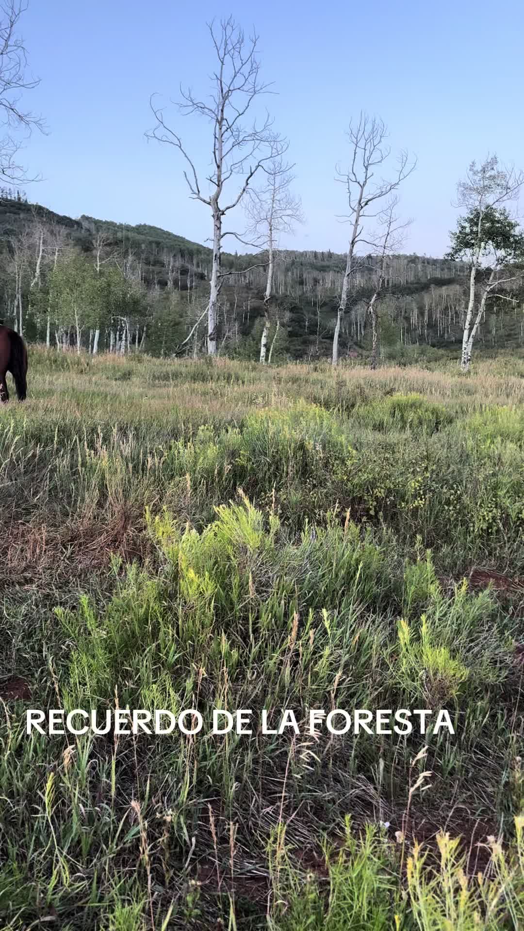 @papuchito 👨🌾🫏