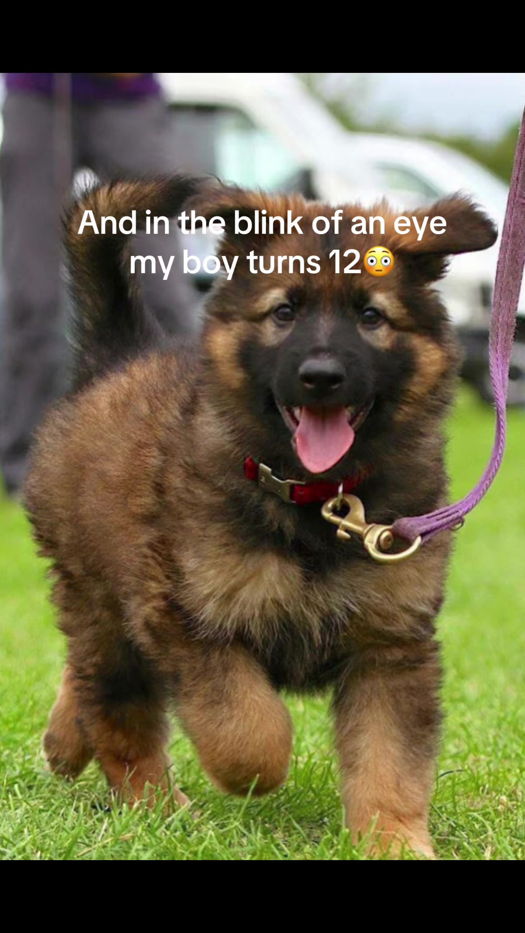 @TheGSDhubwithjennygould