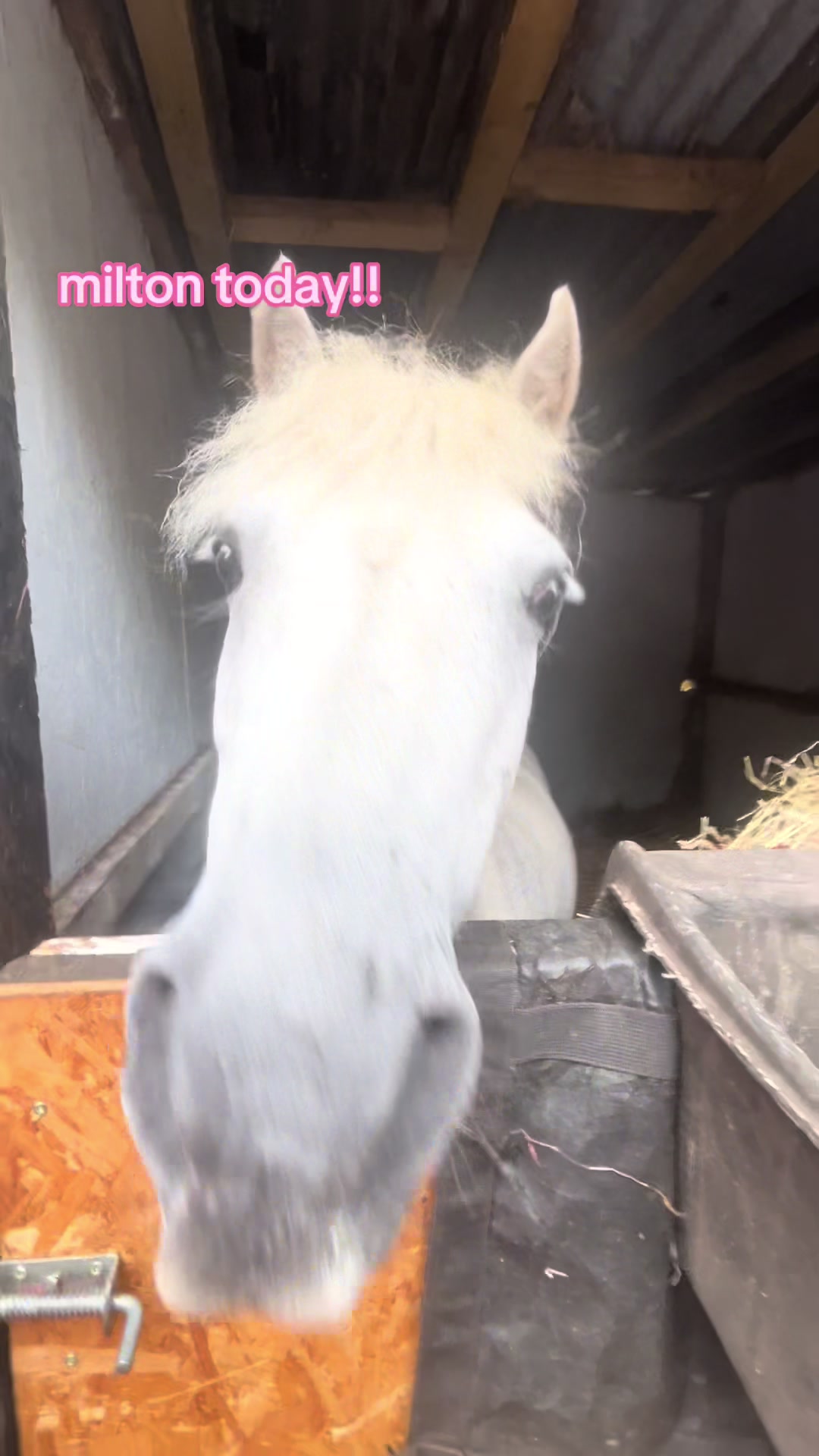 @lilys.riding🎀🐴