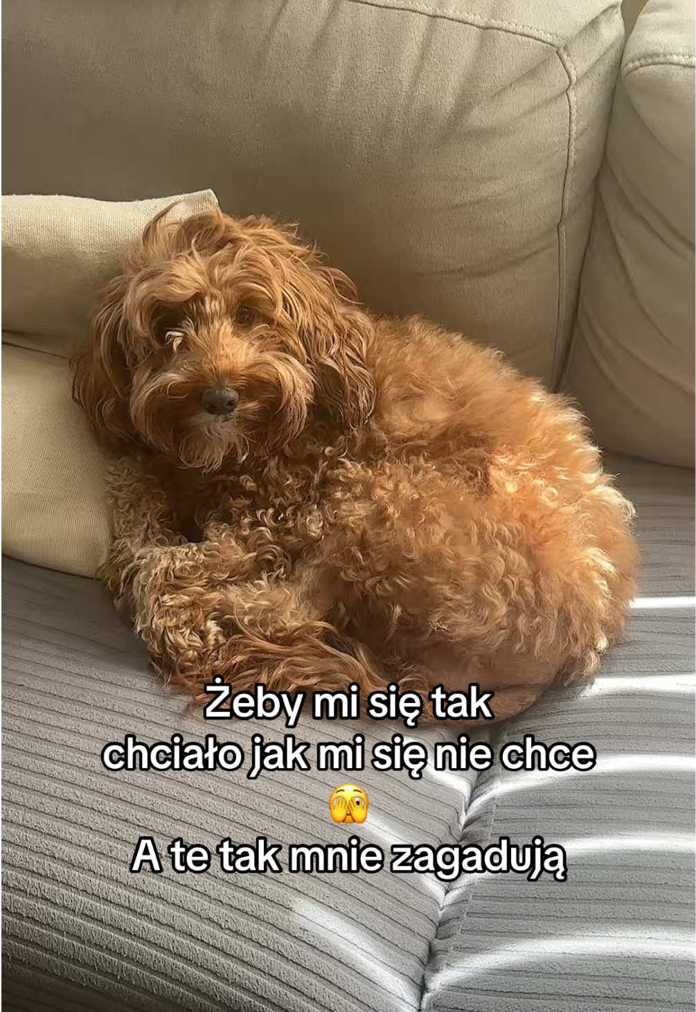 @Sisi