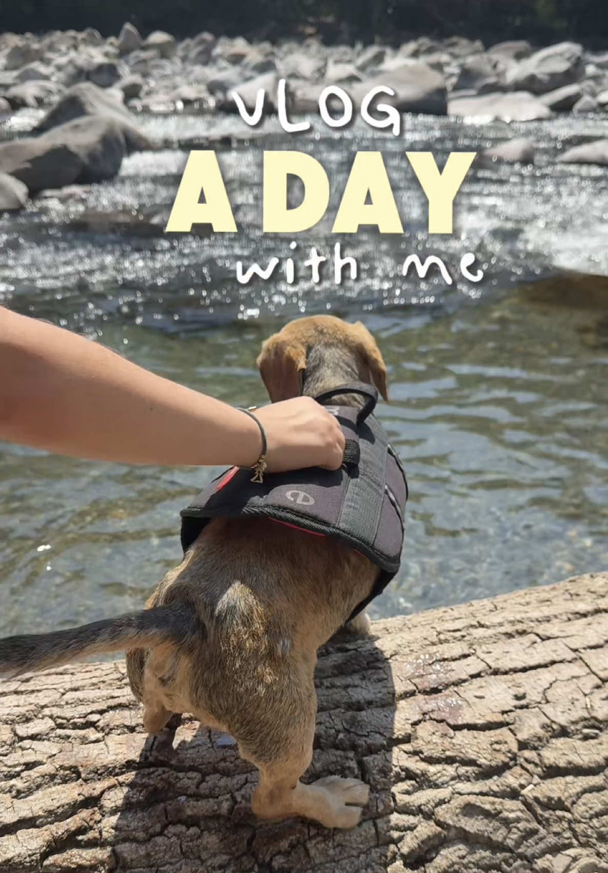 @Lucas The Dog