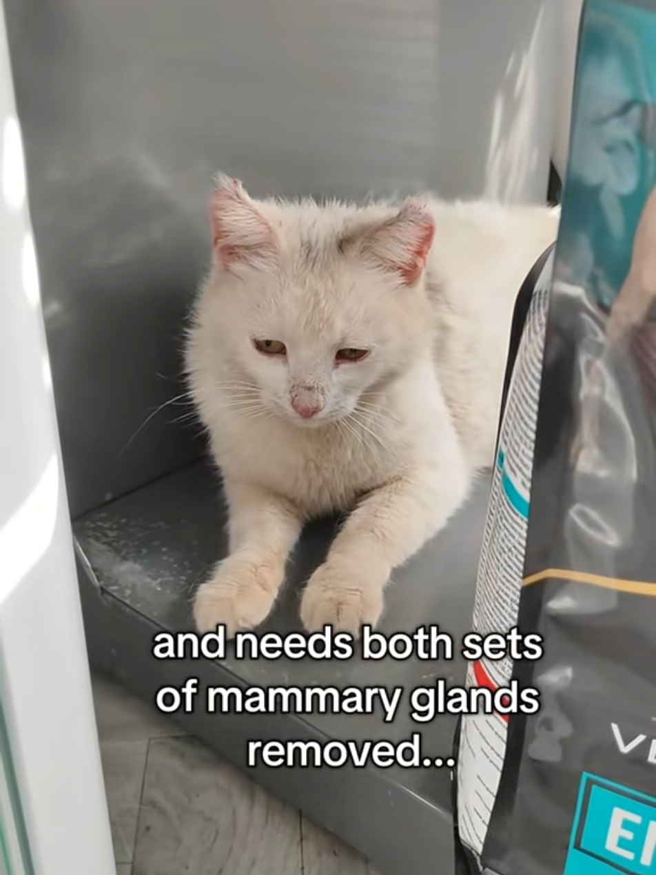 @Fluffy - the persian cat