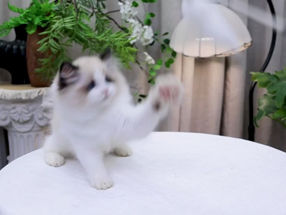 @fuyncats