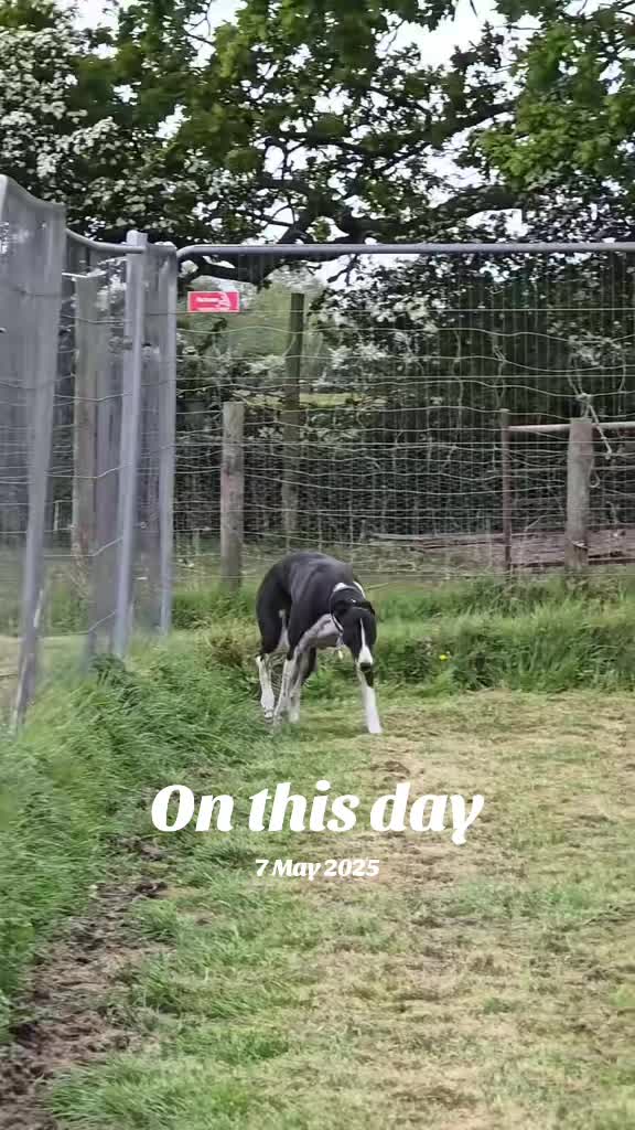 @❤️🐾JoBee10🐾❤️