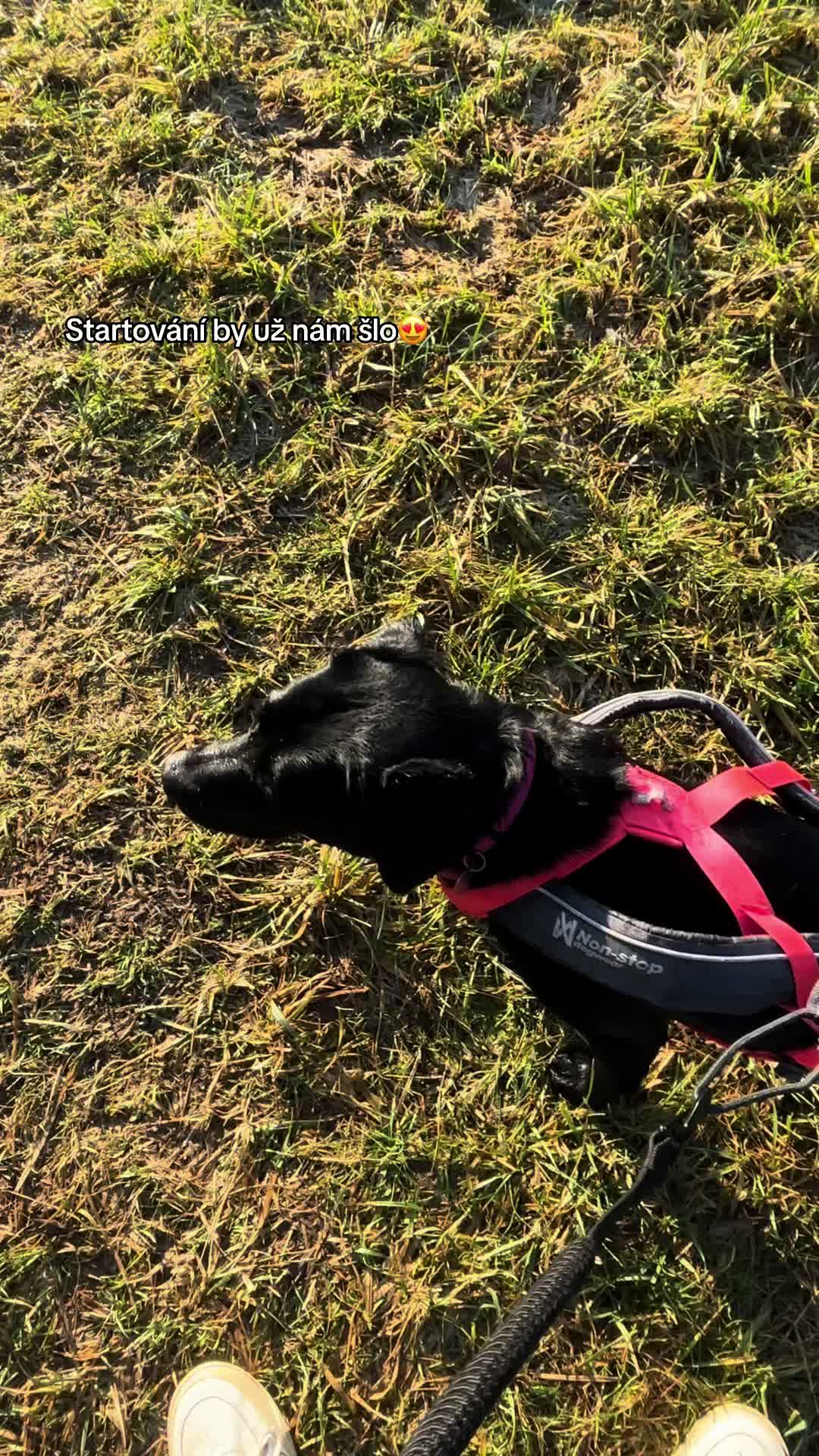 @labradors_gang_plus_one