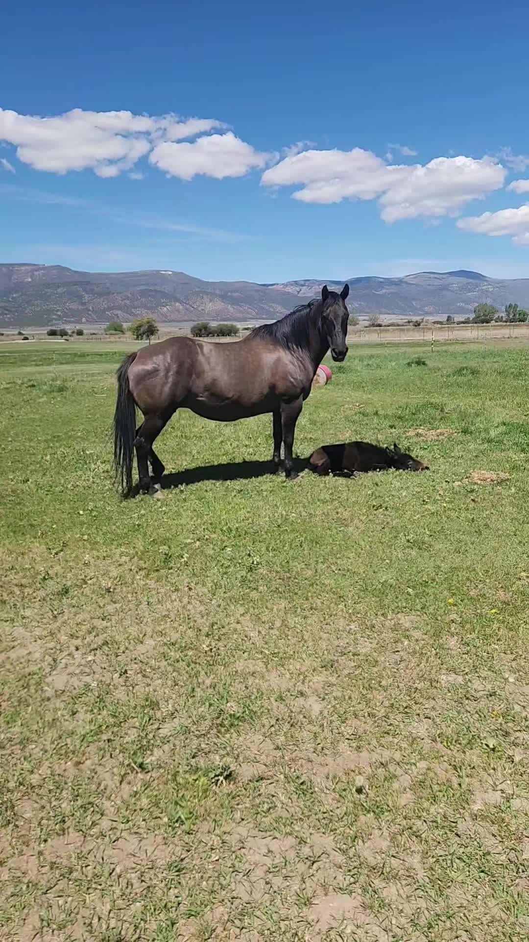 @Olsen Horse & Cattle Co. LLC