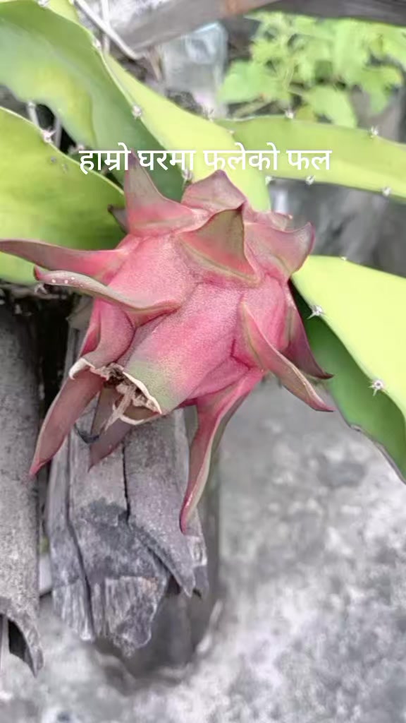 @poudel