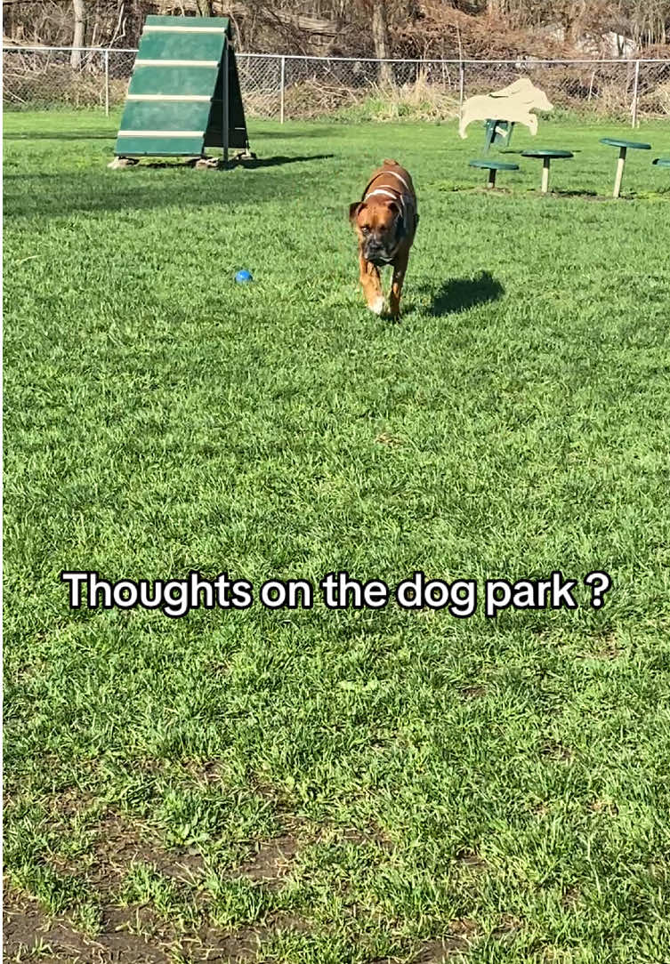 @Clyde the Boxermix