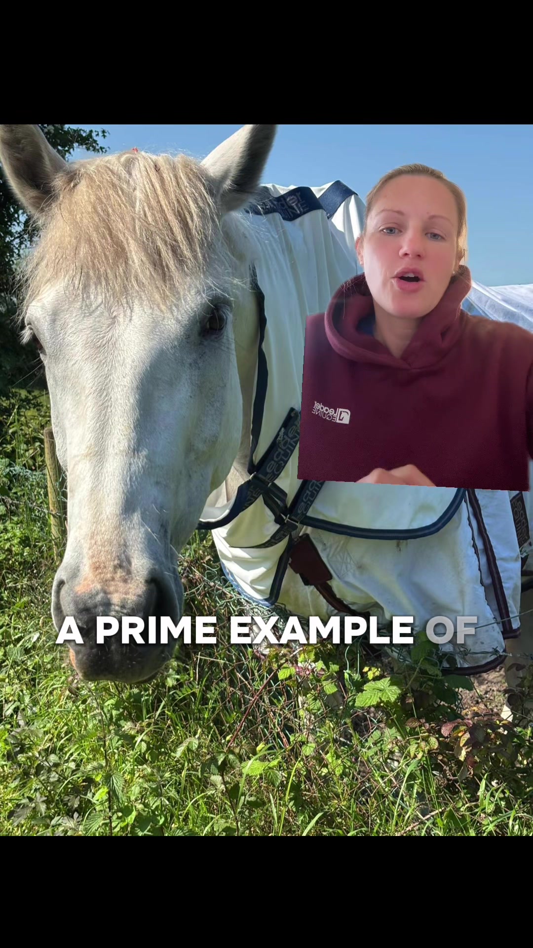 @Leader Equine