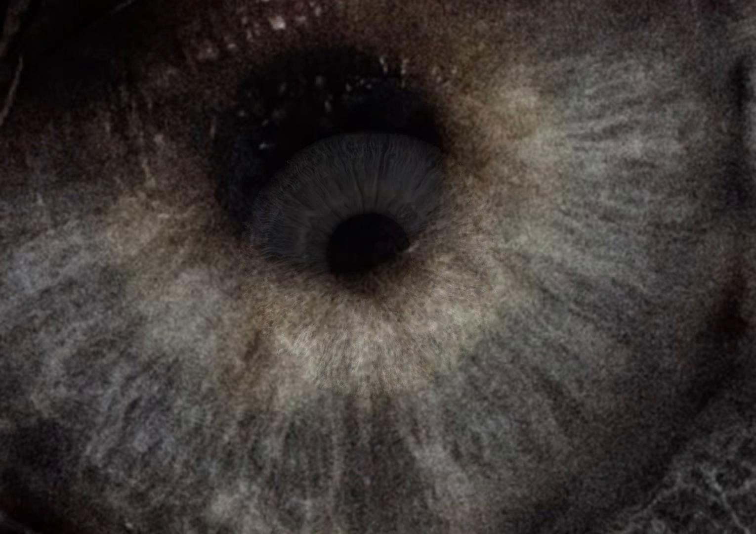 @al1n4xa