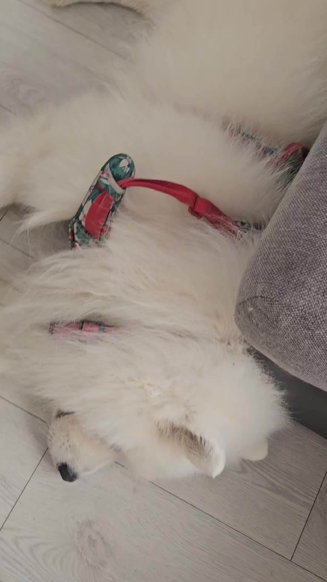 @Samojedowe🐶🇵🇱love🇬🇧 Żona