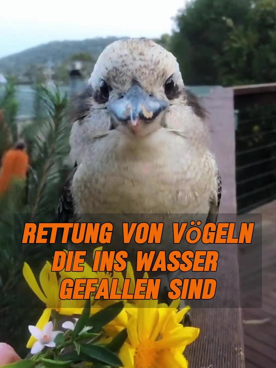 @Geo Tierwelt