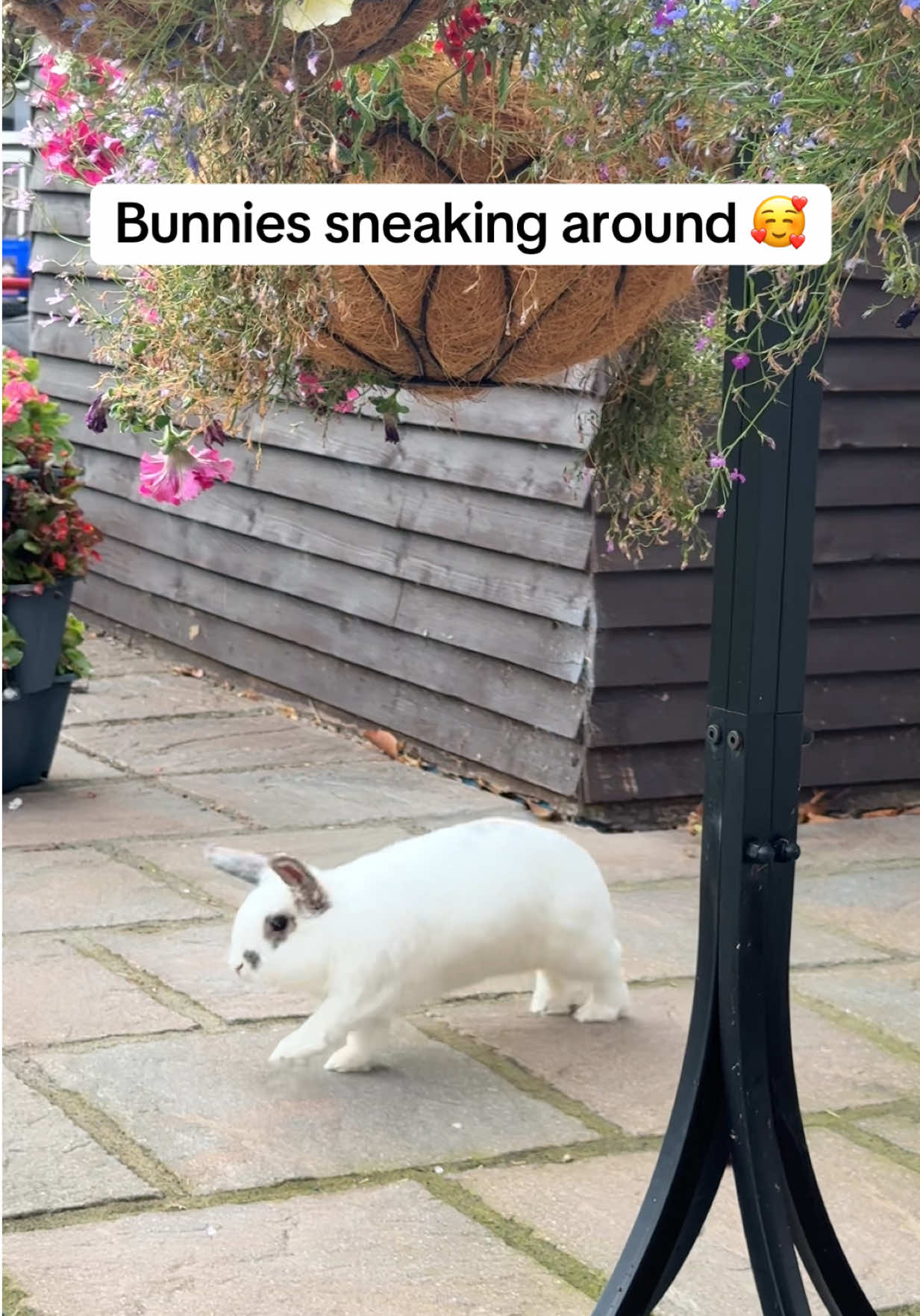 @Bun, two, three, four