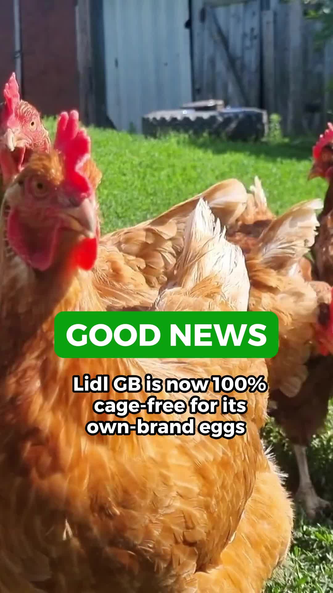 @Compassion in World Farming UK