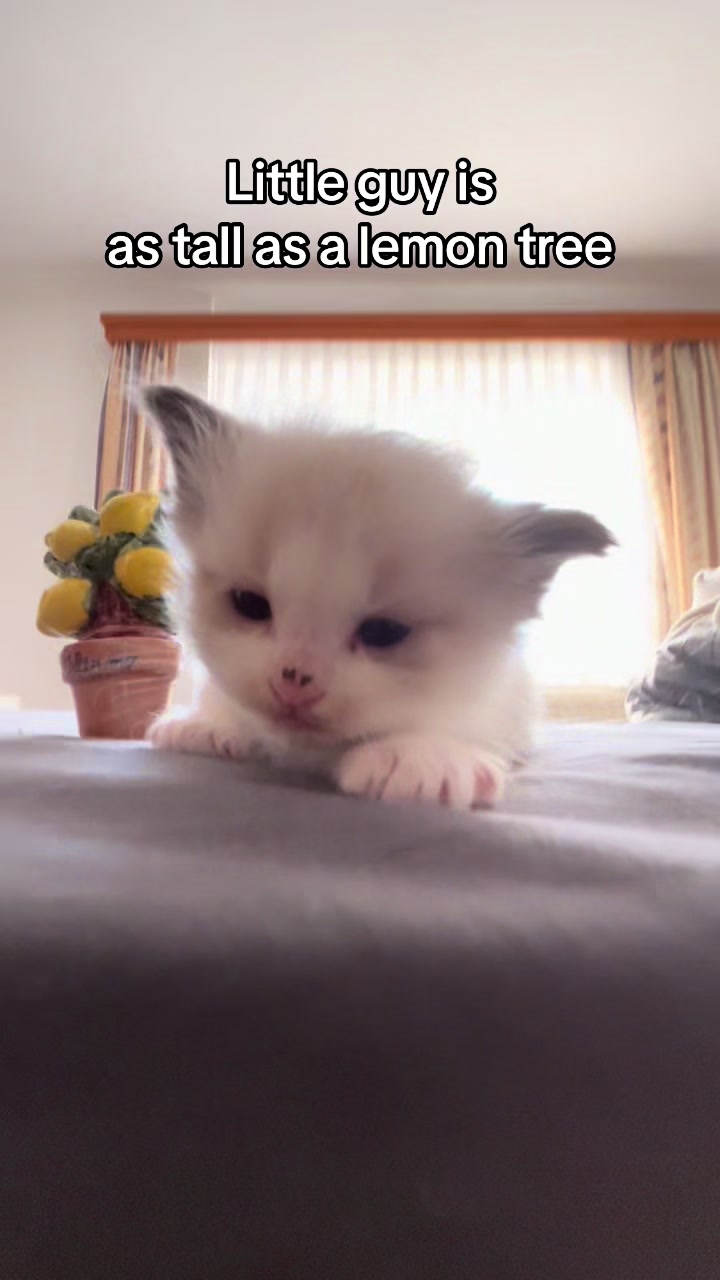 @Cute Ragdolls