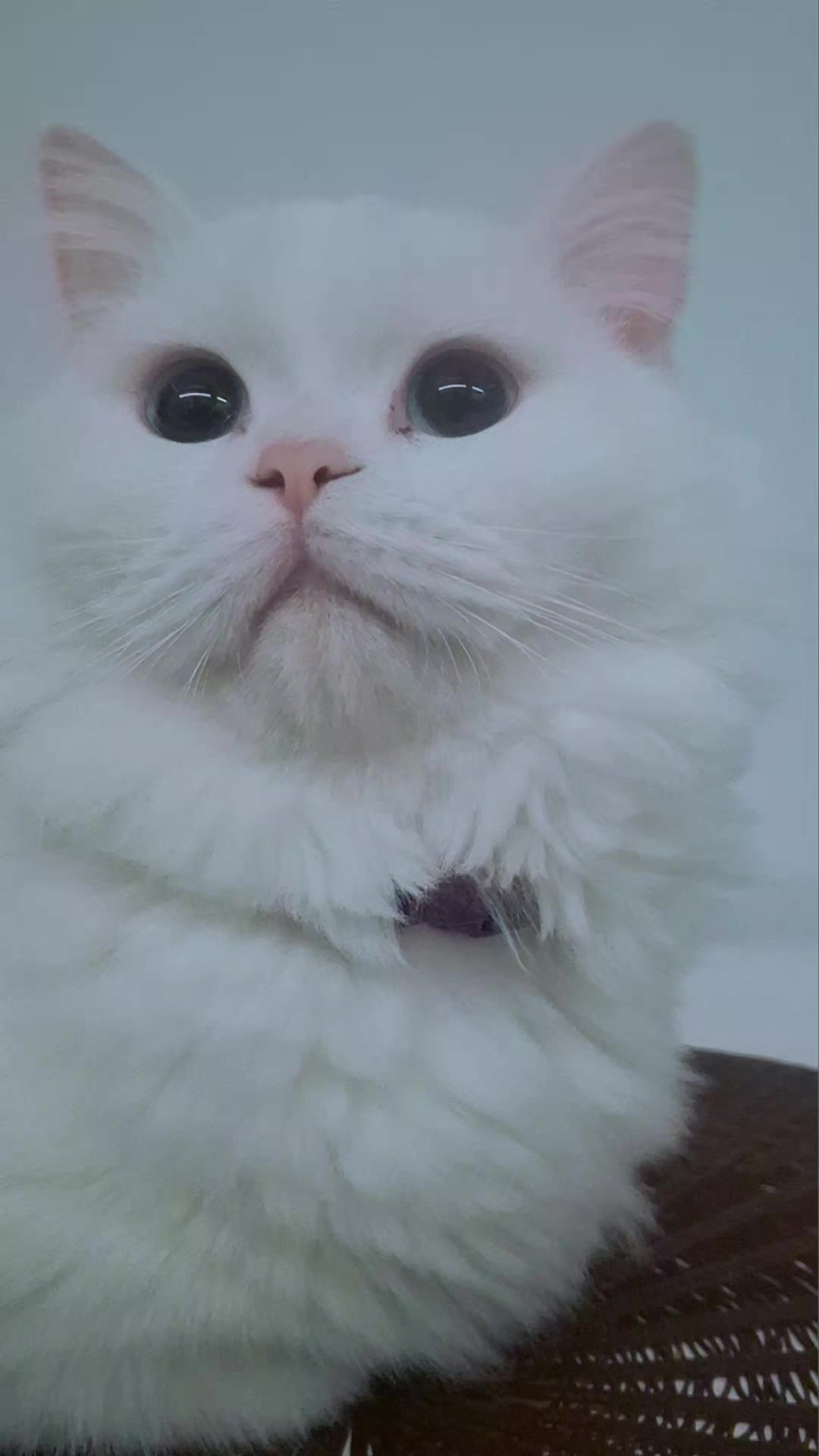 @😺Şila😻Şima😺