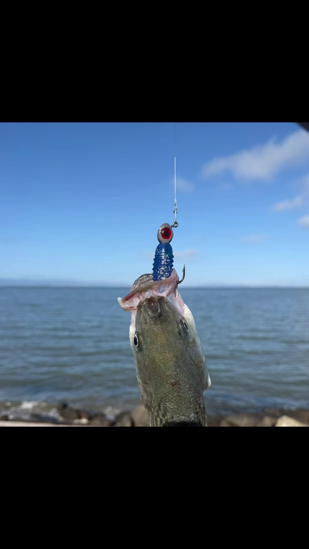 @Justfishnn510
