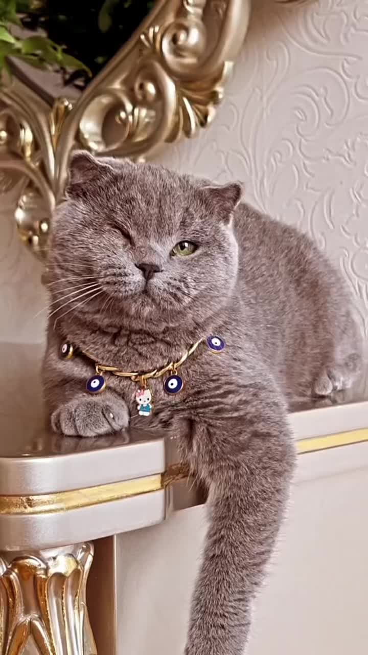 @cats_familyofficial