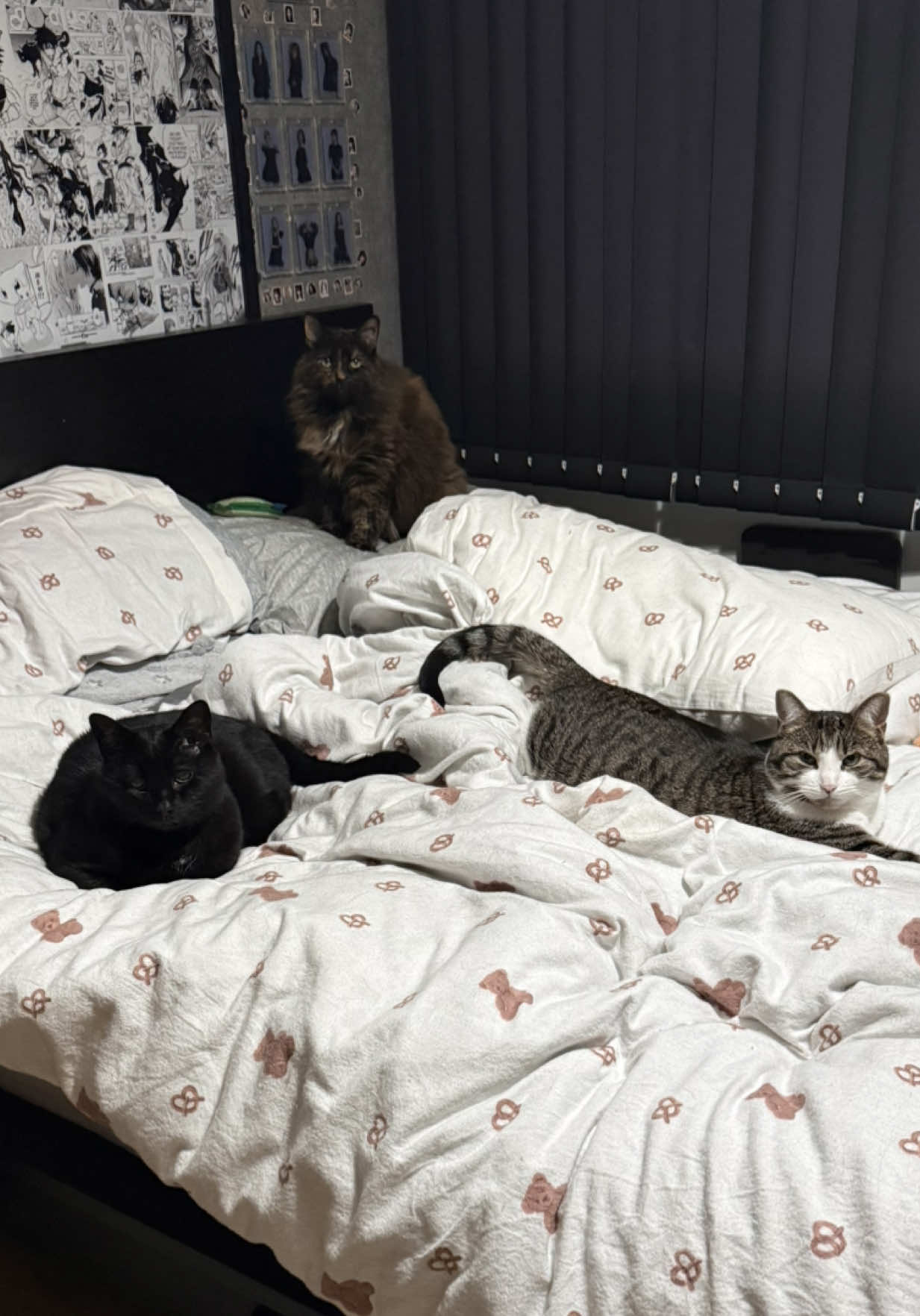 @Teefie_tribe 🐈⬛🐈⬛🐈🦷🦷