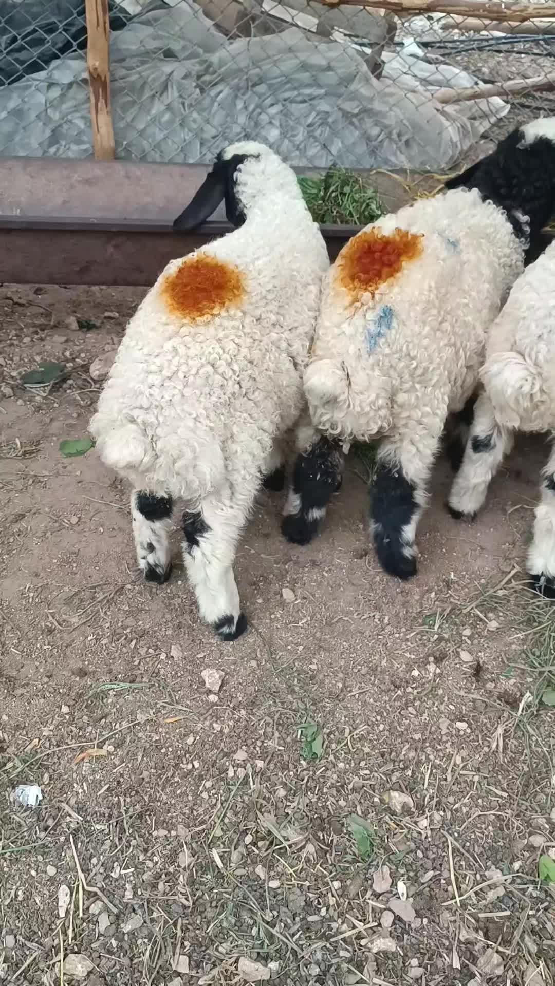 @Recep Ballı