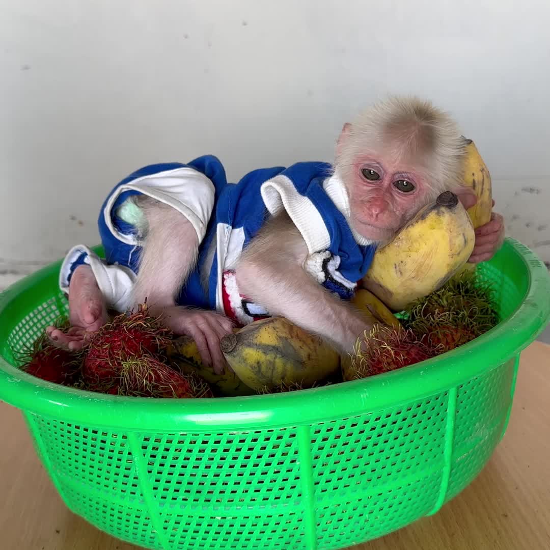 @Monkey TP