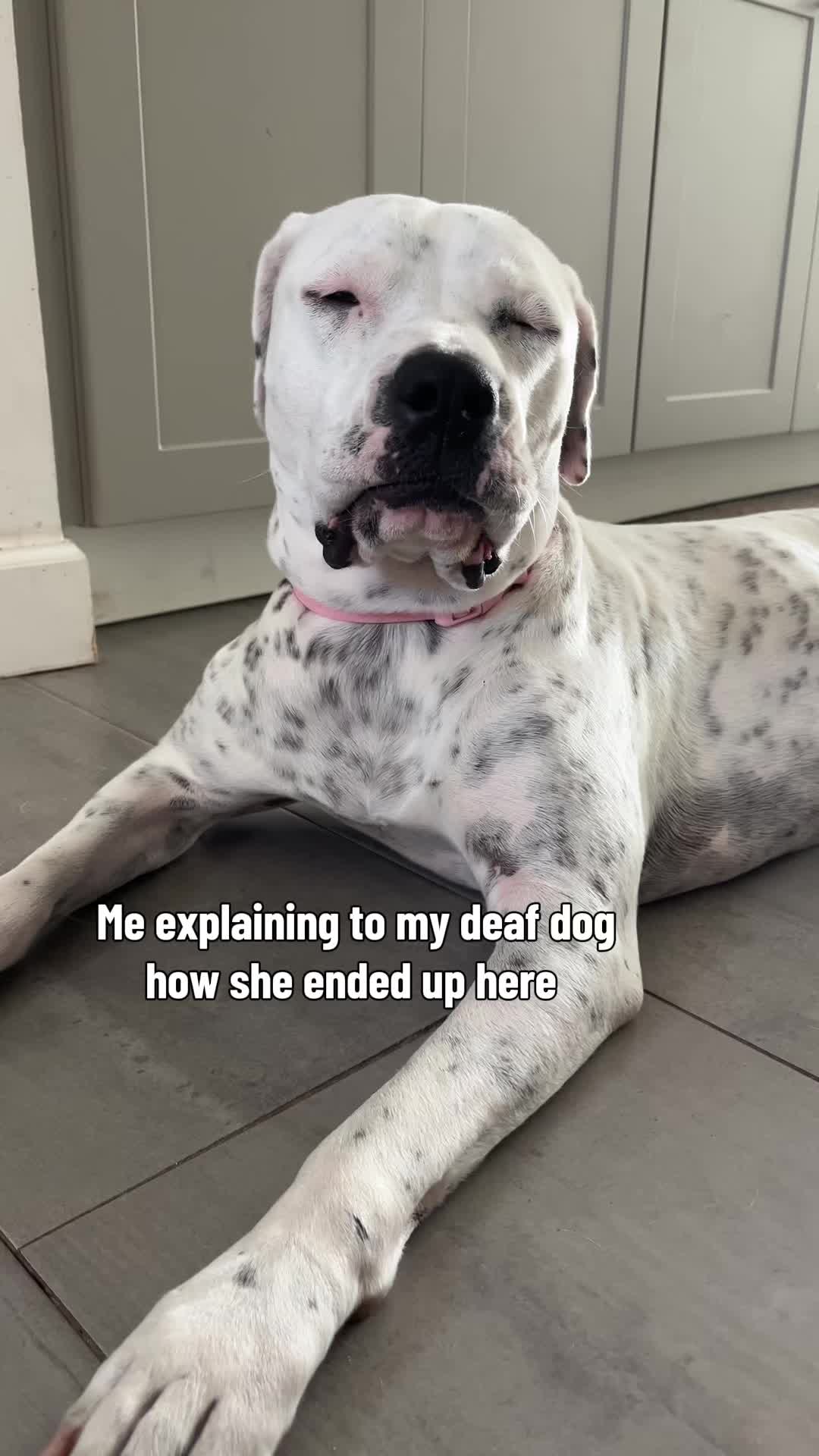 @StellatheDeafBulldane