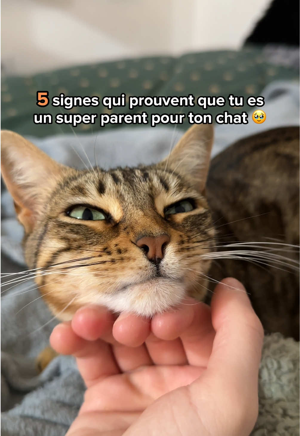 @Ricki the Bengal