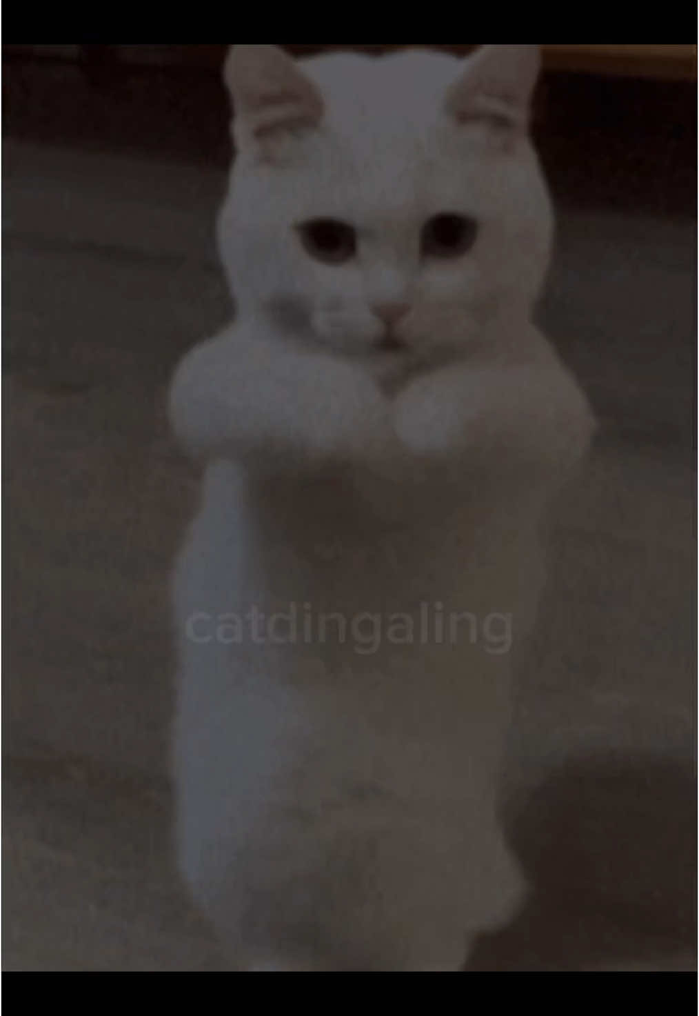 @catdingaling