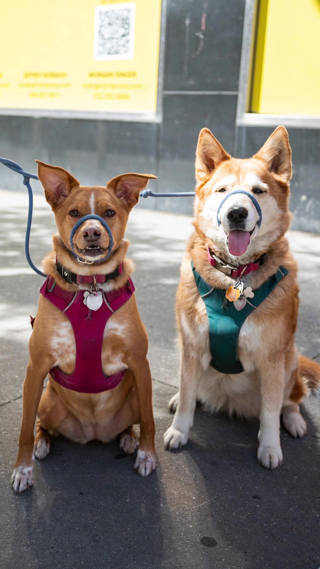 @The Dogist