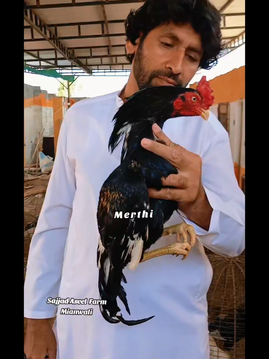 @Sajjad Aseel Farm