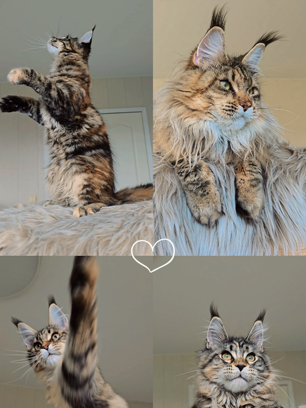 @Maine Coon Cattery Forest Rich