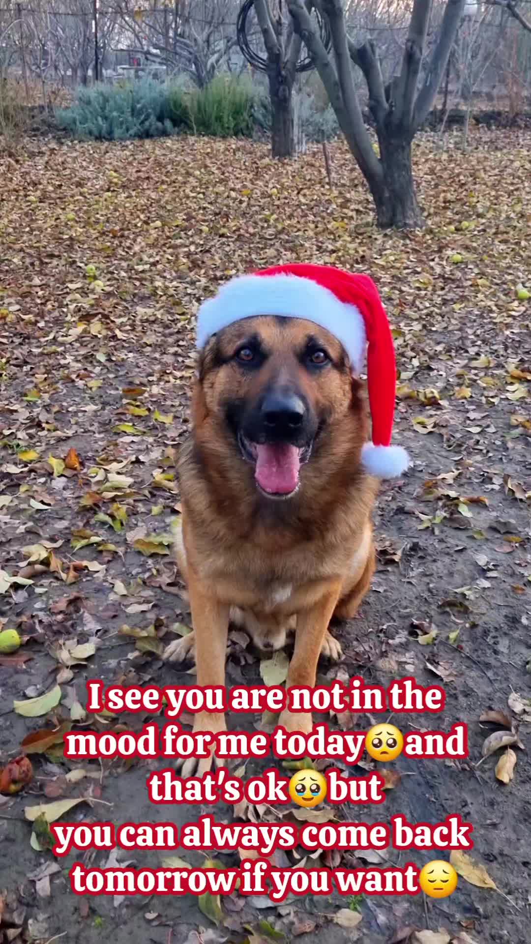 @germansheperd.Rexi