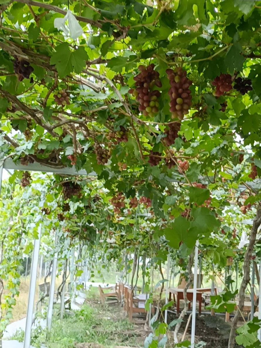 @DNA Garden