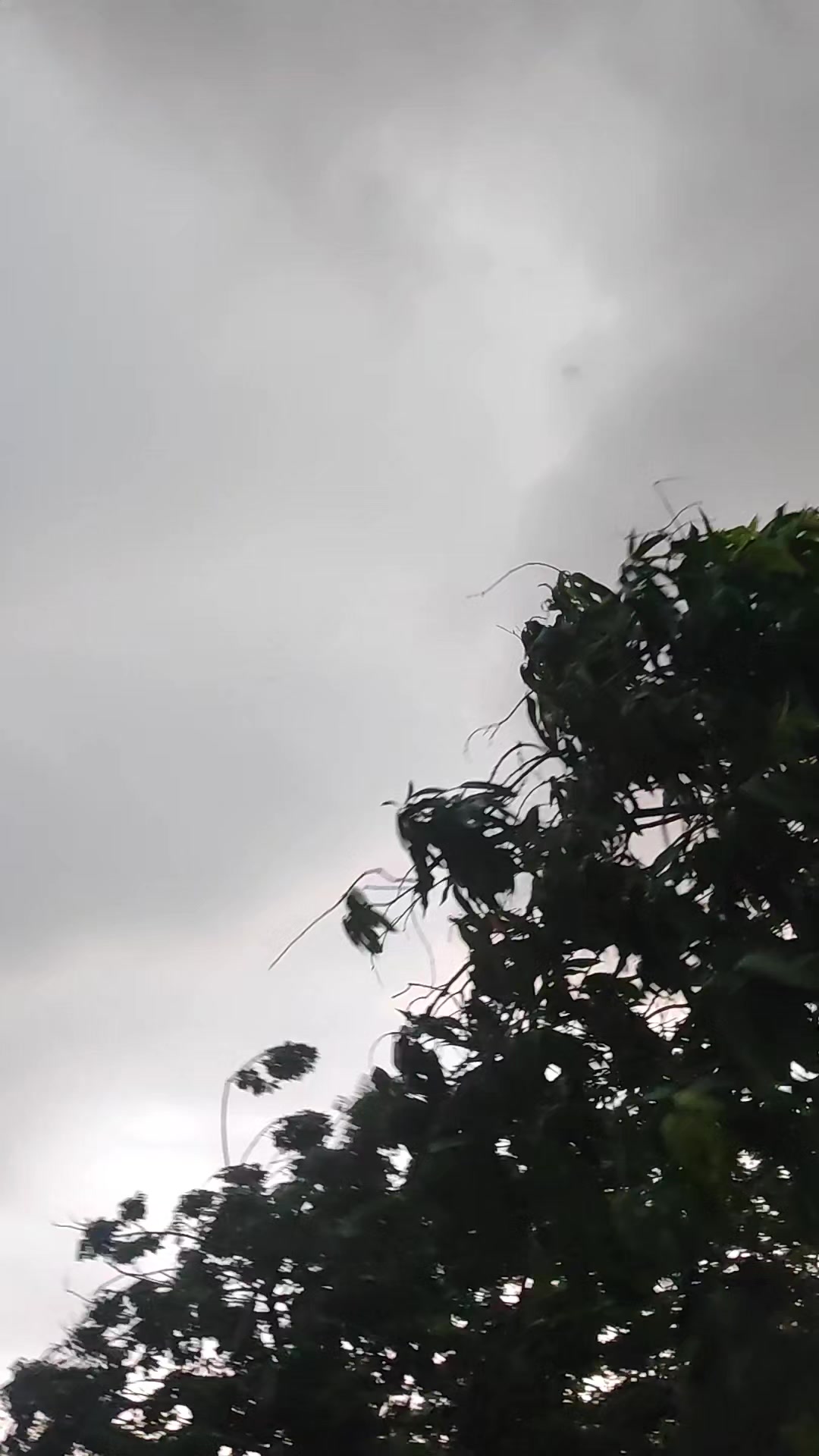 @Que bonito es lo 🐺 bonito🤠