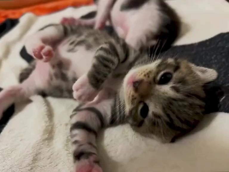 @catbosssss