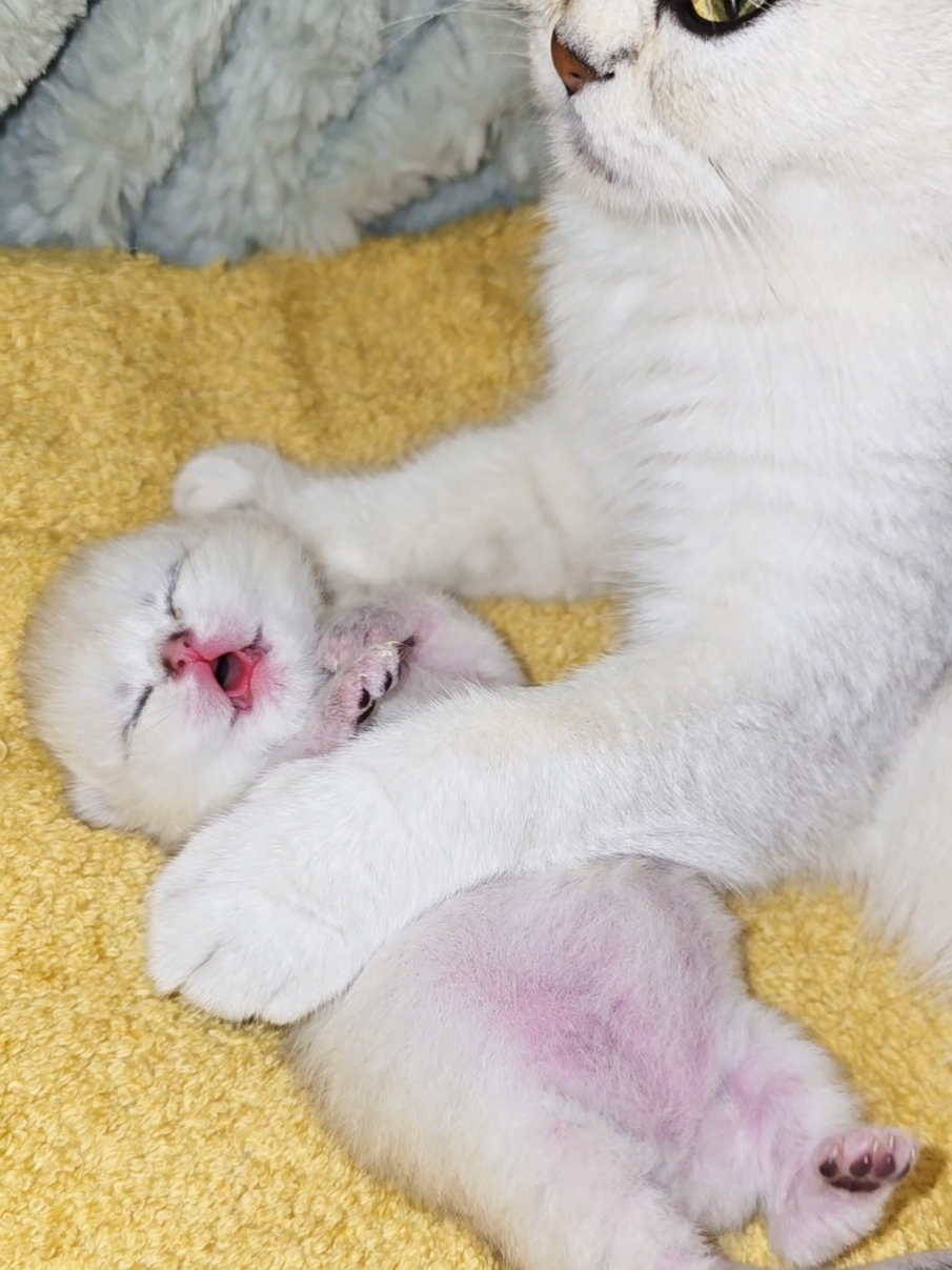 @Cat Chloe & kittens