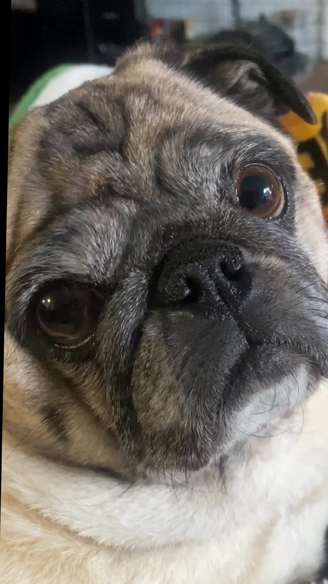 @pugloversuperhero