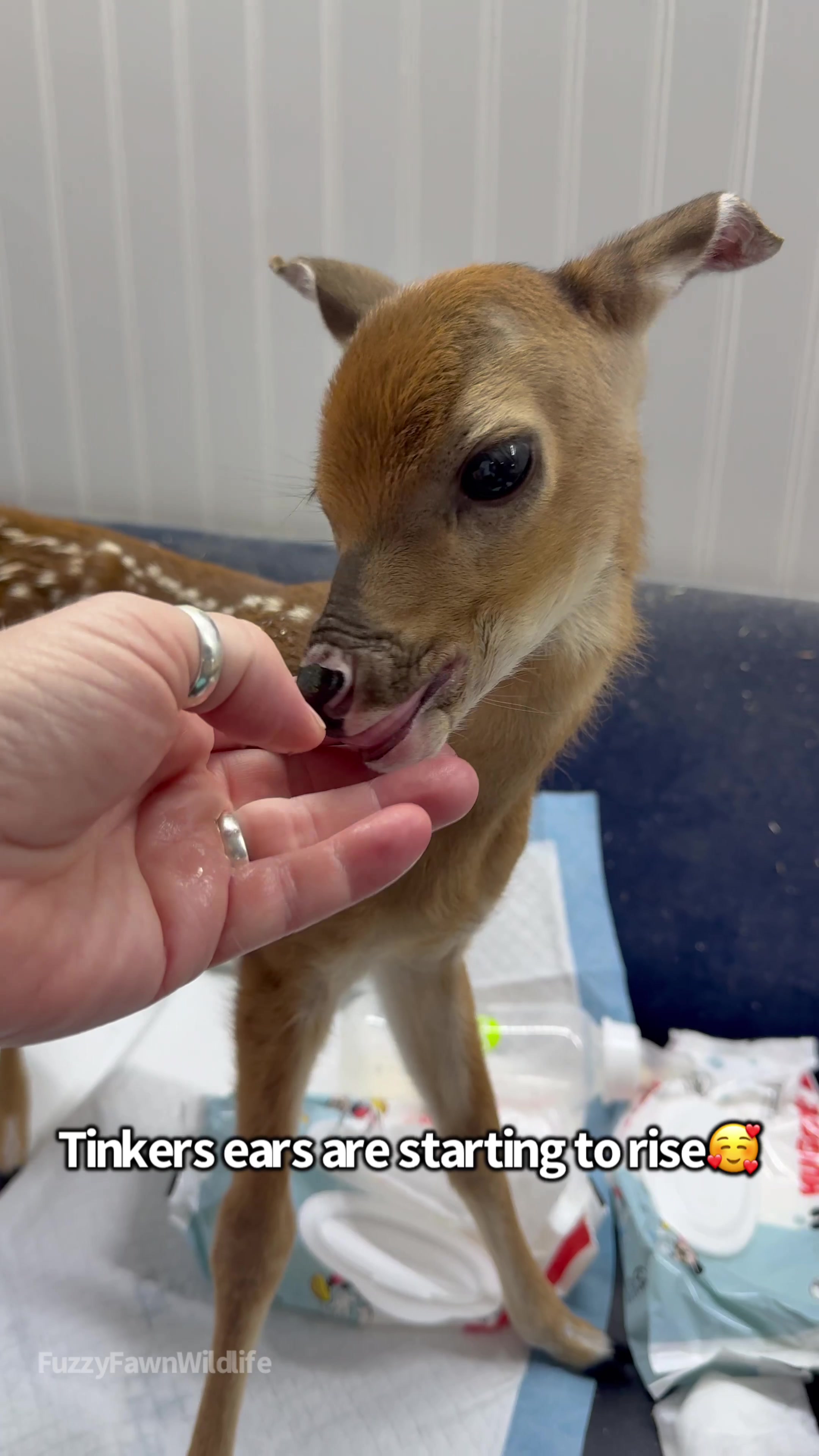 @Fuzzy Fawn Wildlife