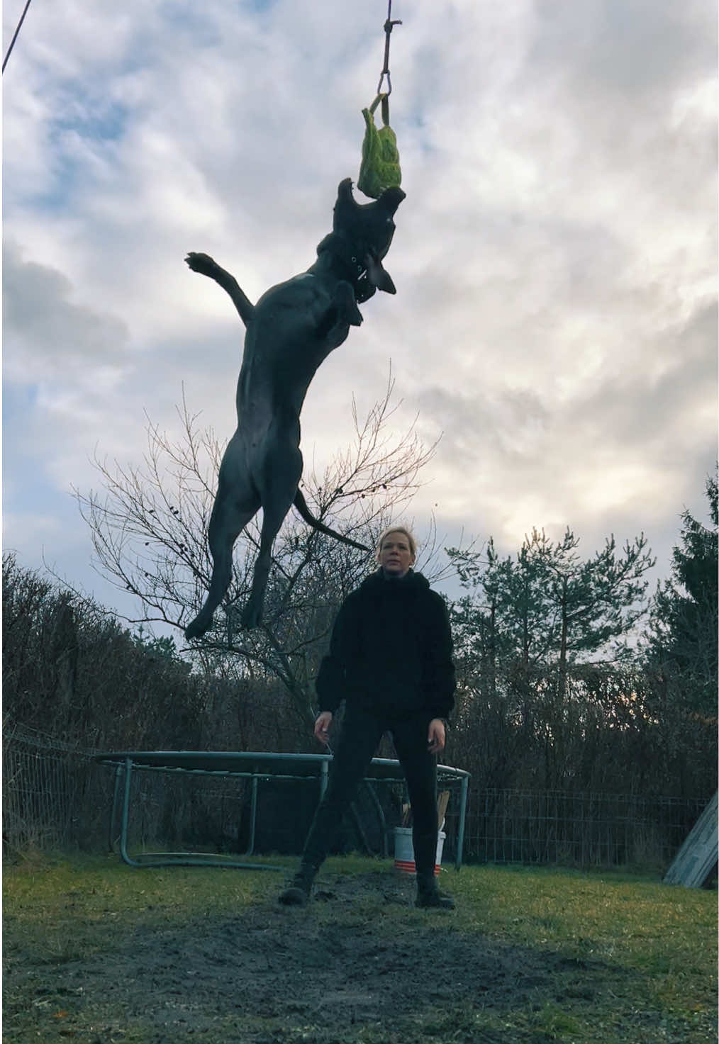@Doti_Tora_Pitbulls