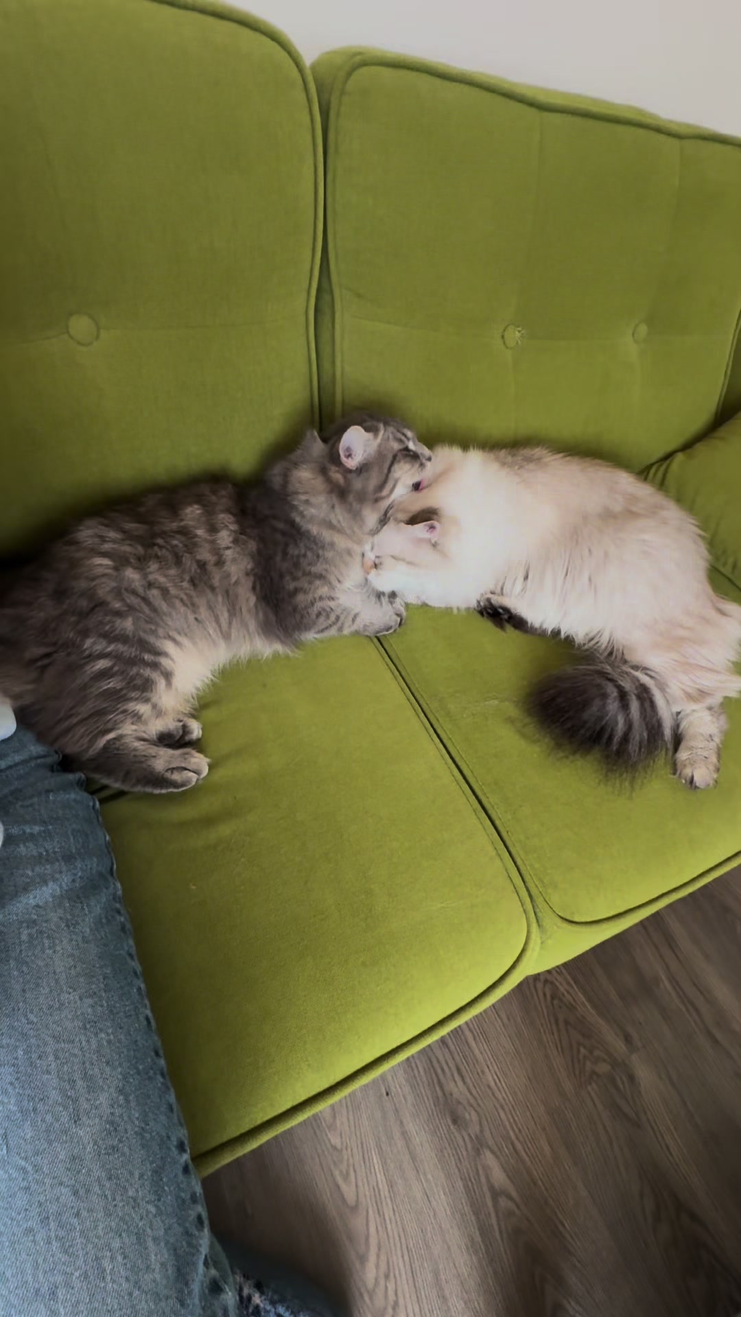 @SiberianRiver Cattery Uk