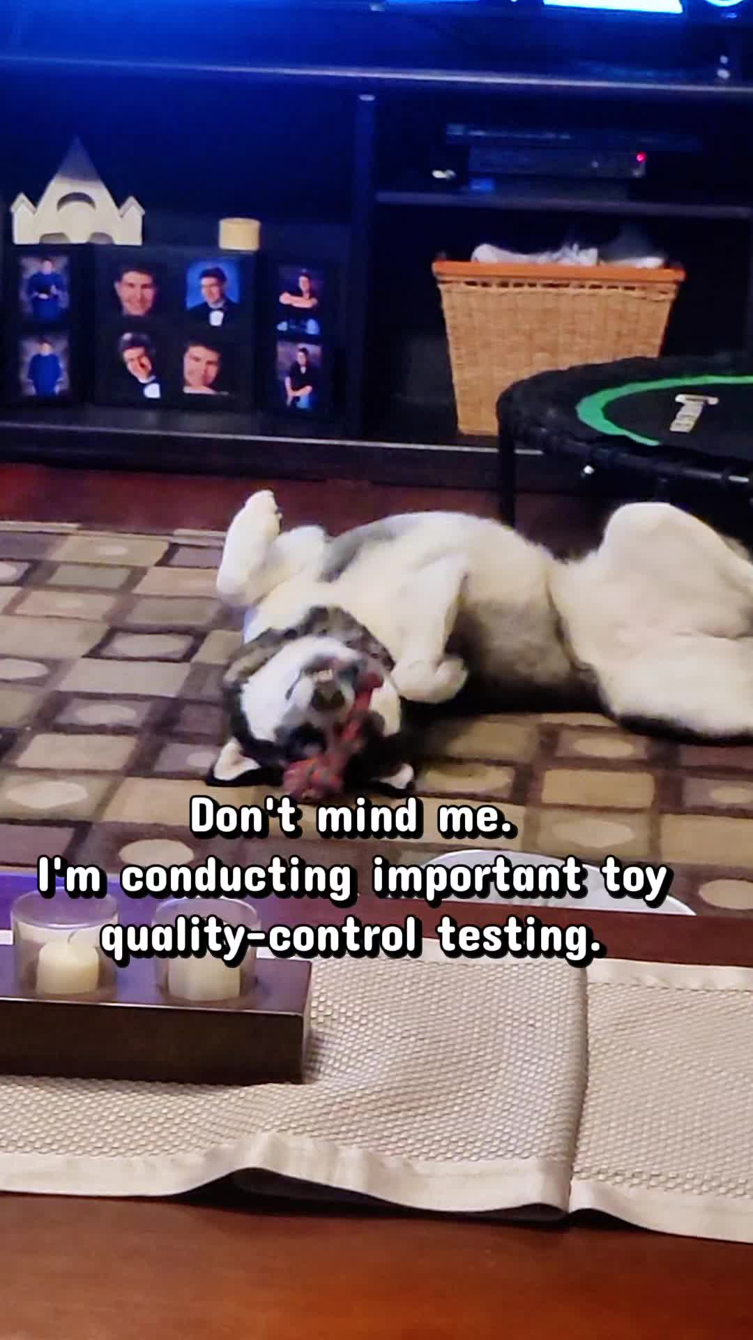 @the Hussey Husky