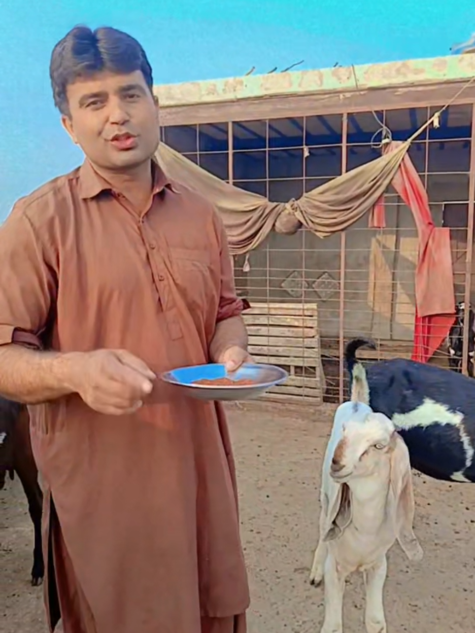 @Animal success