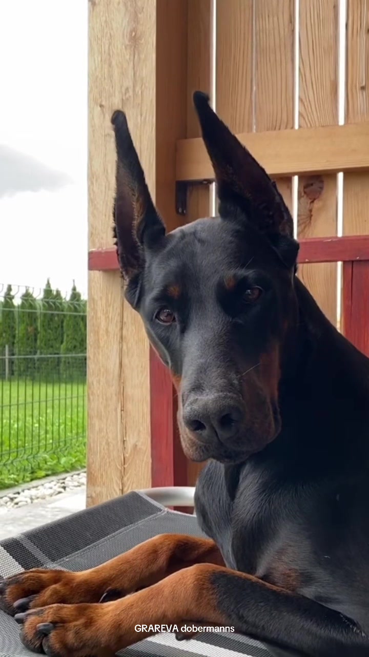 @GRAREVA dobermanns