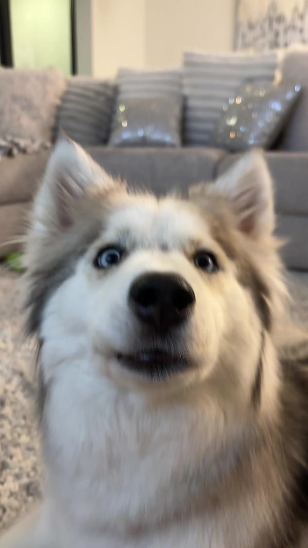 @lifewith2huskies