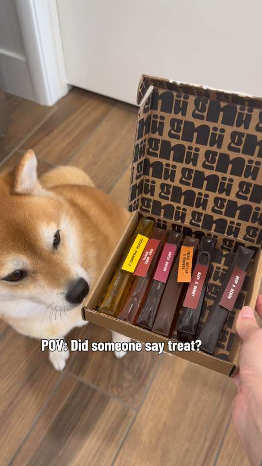 @Flock of Shibas 🐕🐕🐕