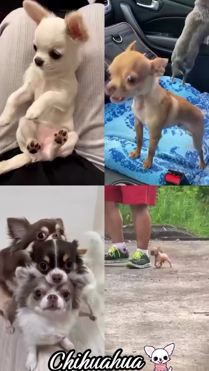 @Gulp 🇦🇹Team Chihuahua ❤