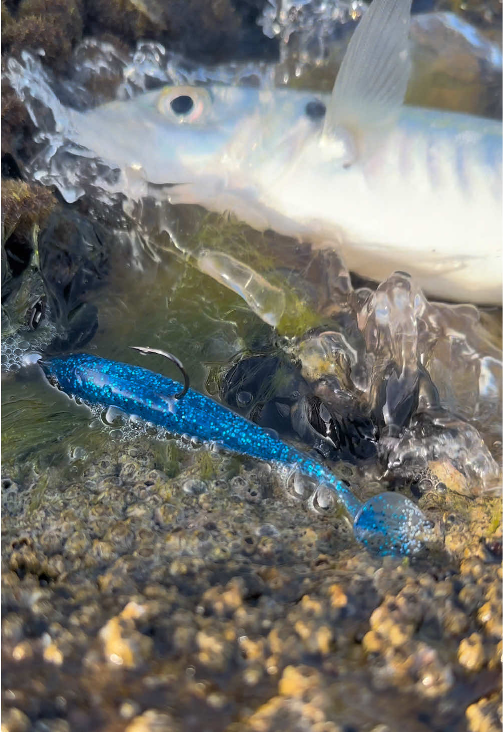 @GRXfishing