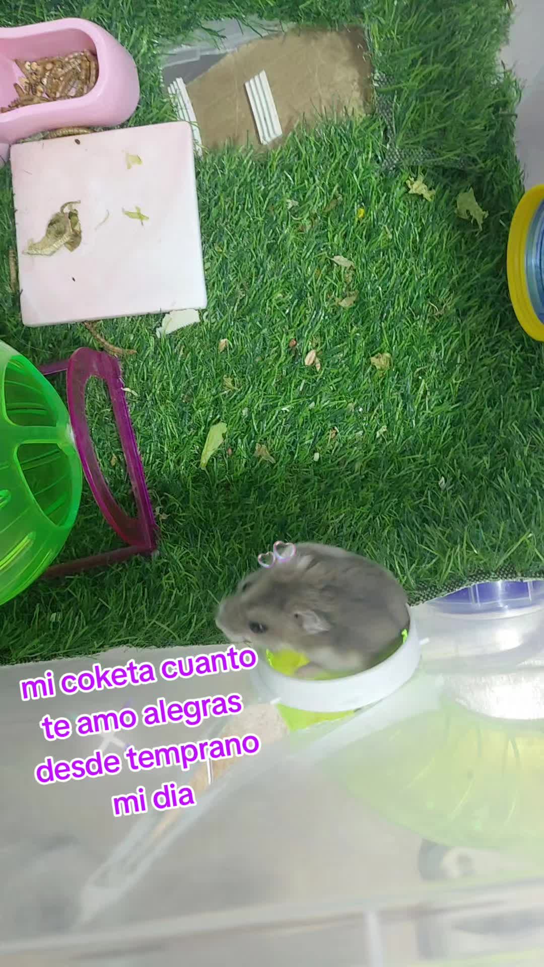 @princesa manchis