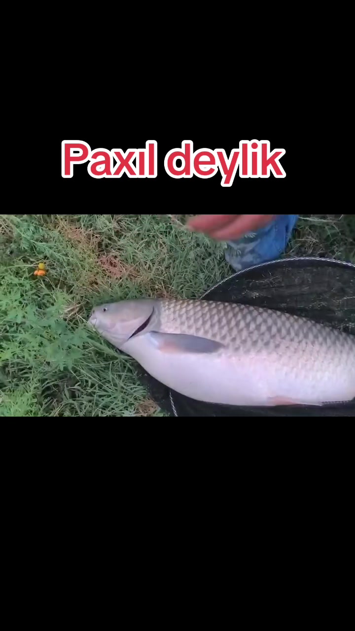@elaqenomresi0771758171
