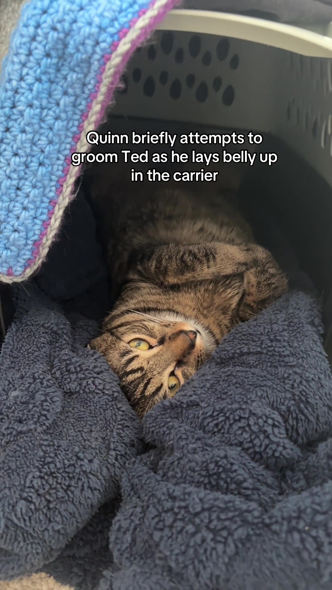 @Quinn The Calico